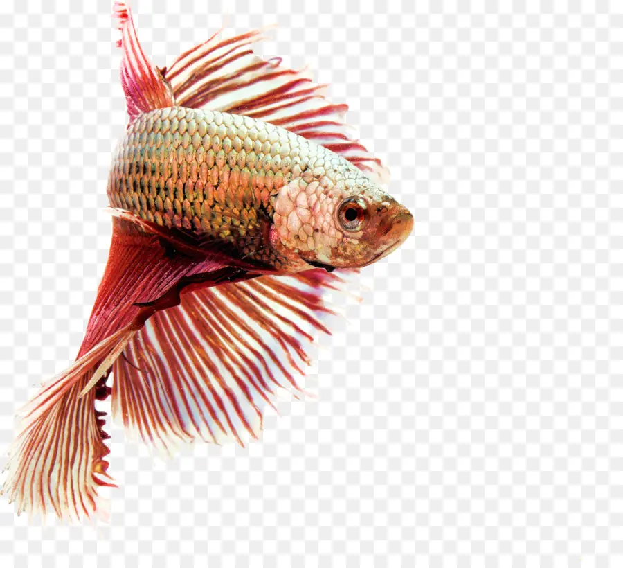 сиамские боевые рыбы，Золотая рыбка PNG