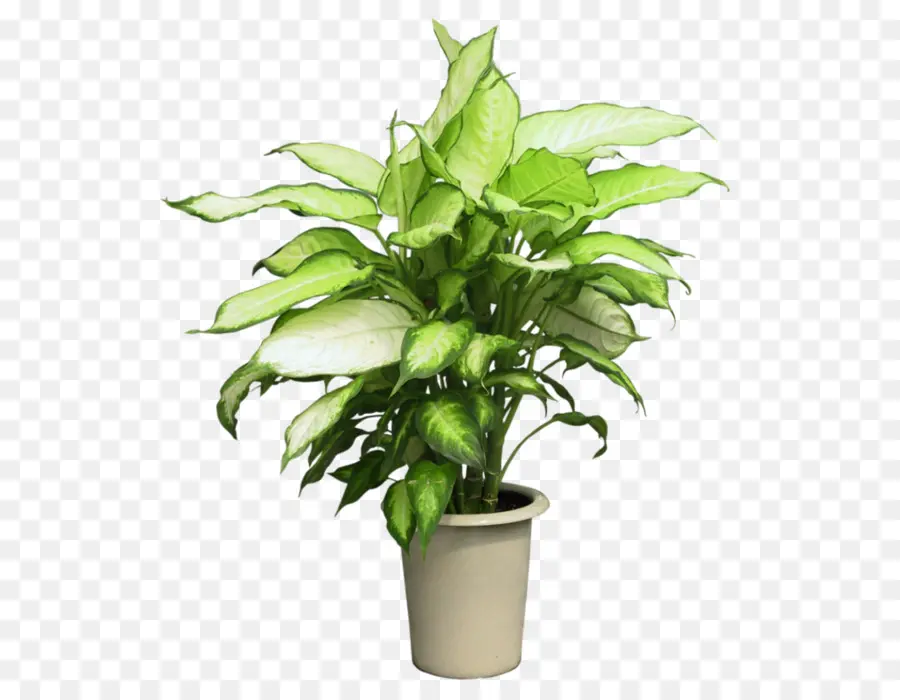 сингониум подофилл，комнатное растение PNG