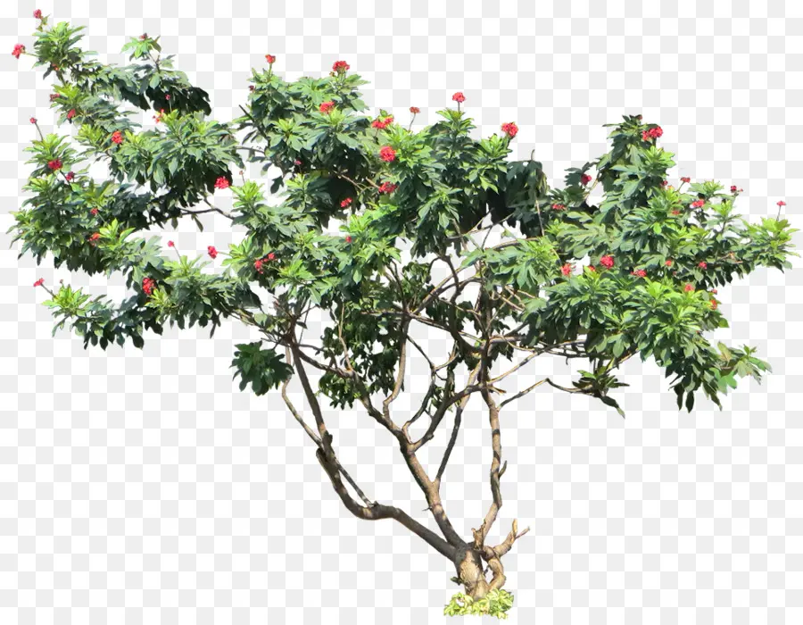 ятрофа Integerrima，дерево PNG