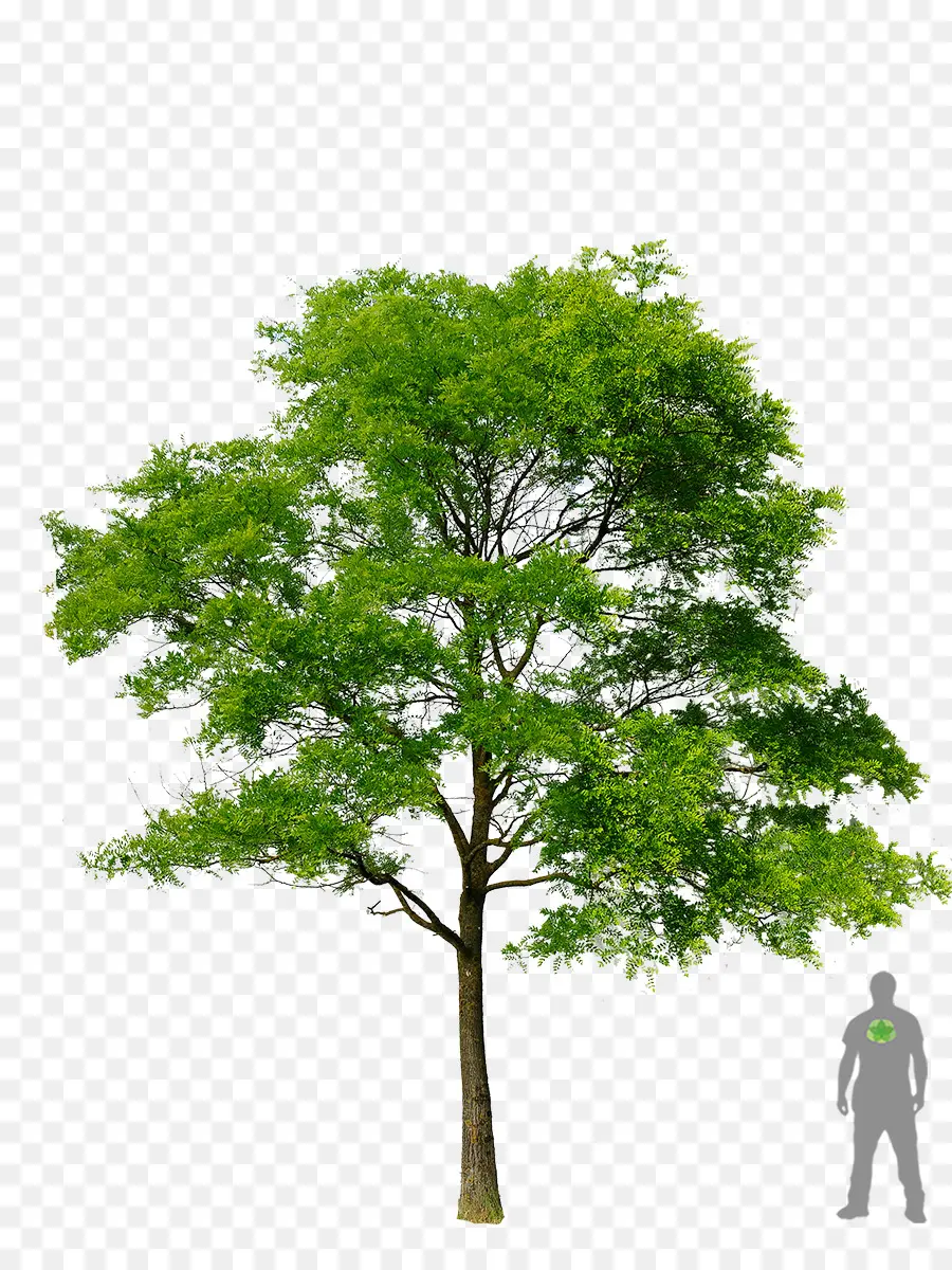 гледичия，дерево PNG