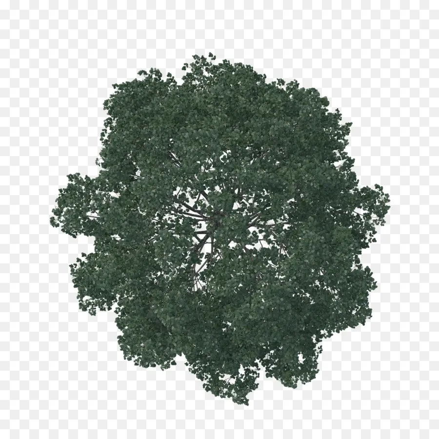 английский дуб，дерево PNG