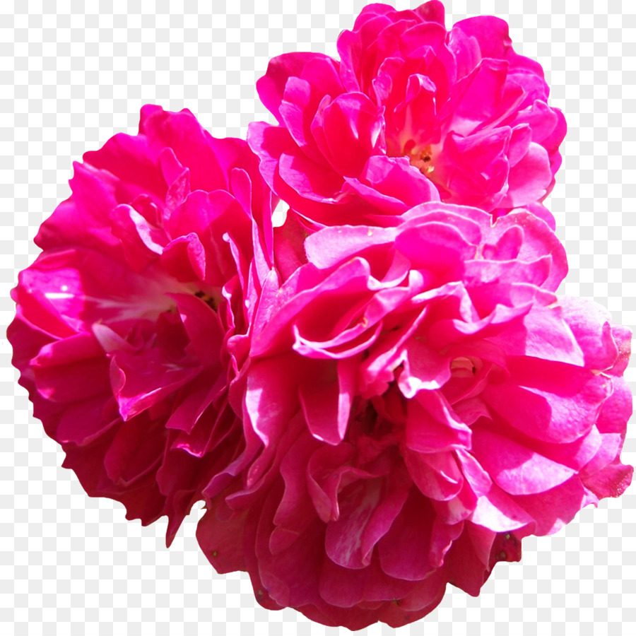 розовый，розы сентифолии PNG