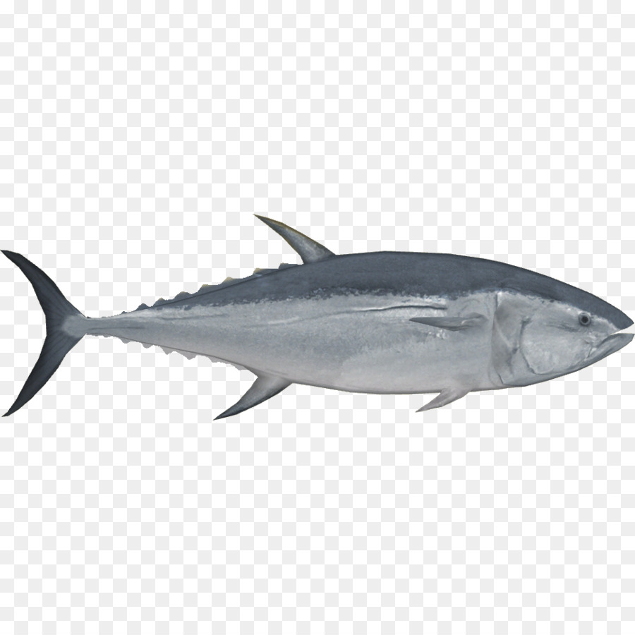 Тихоокеанского голубого тунца，Южного голубого тунца PNG