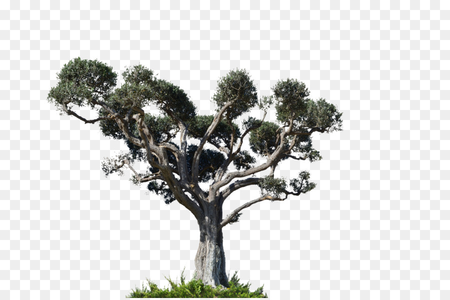 дерево，Arecaceae PNG