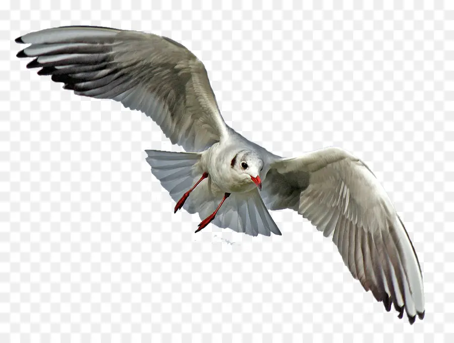 чайки，птица PNG