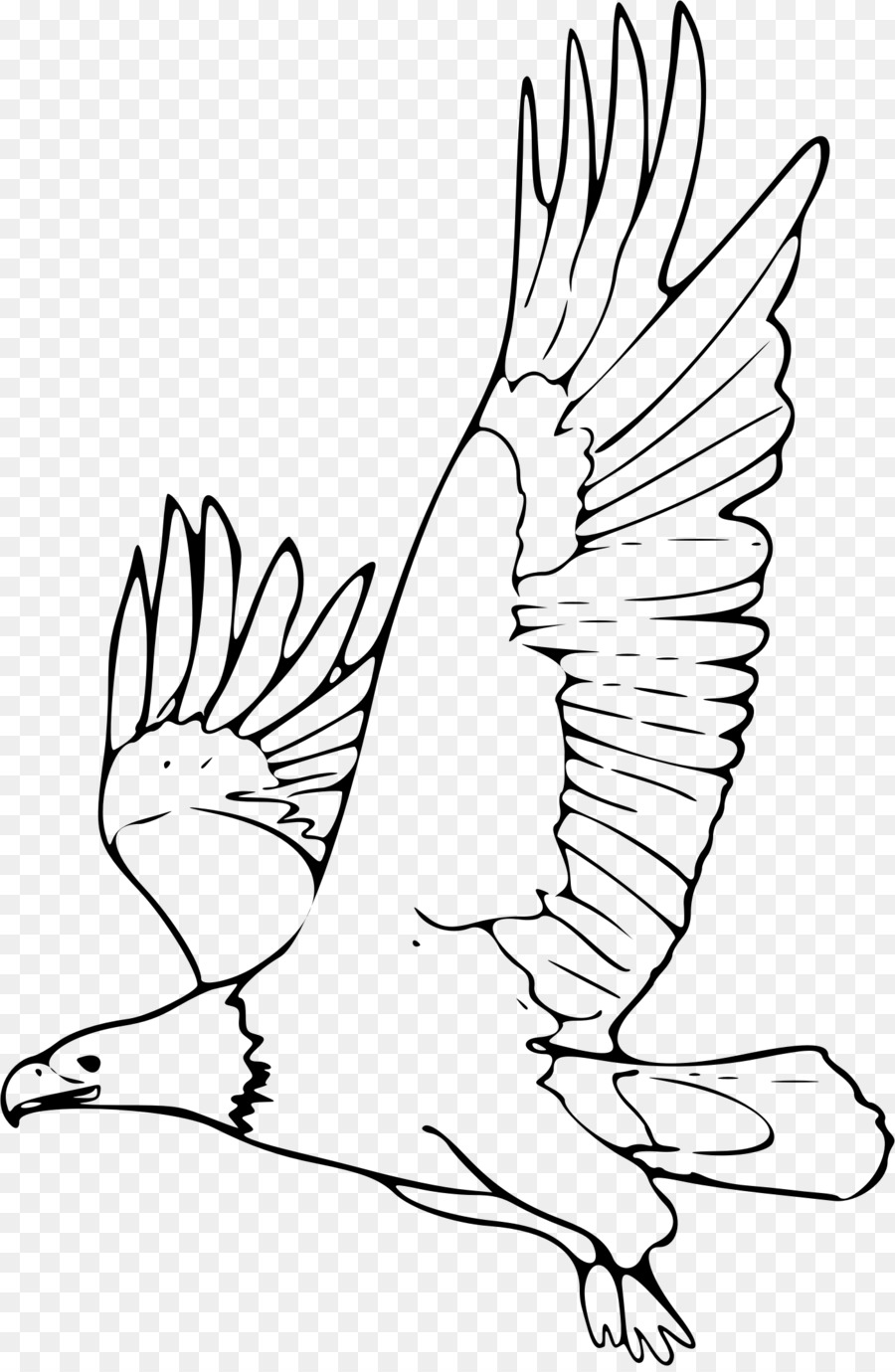 белоголовый Орлан，Орел PNG