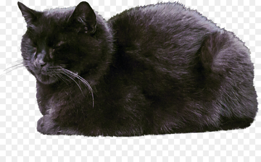 корат，бомбейская кошка PNG