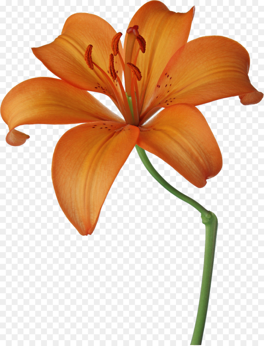 цветок，фотография PNG