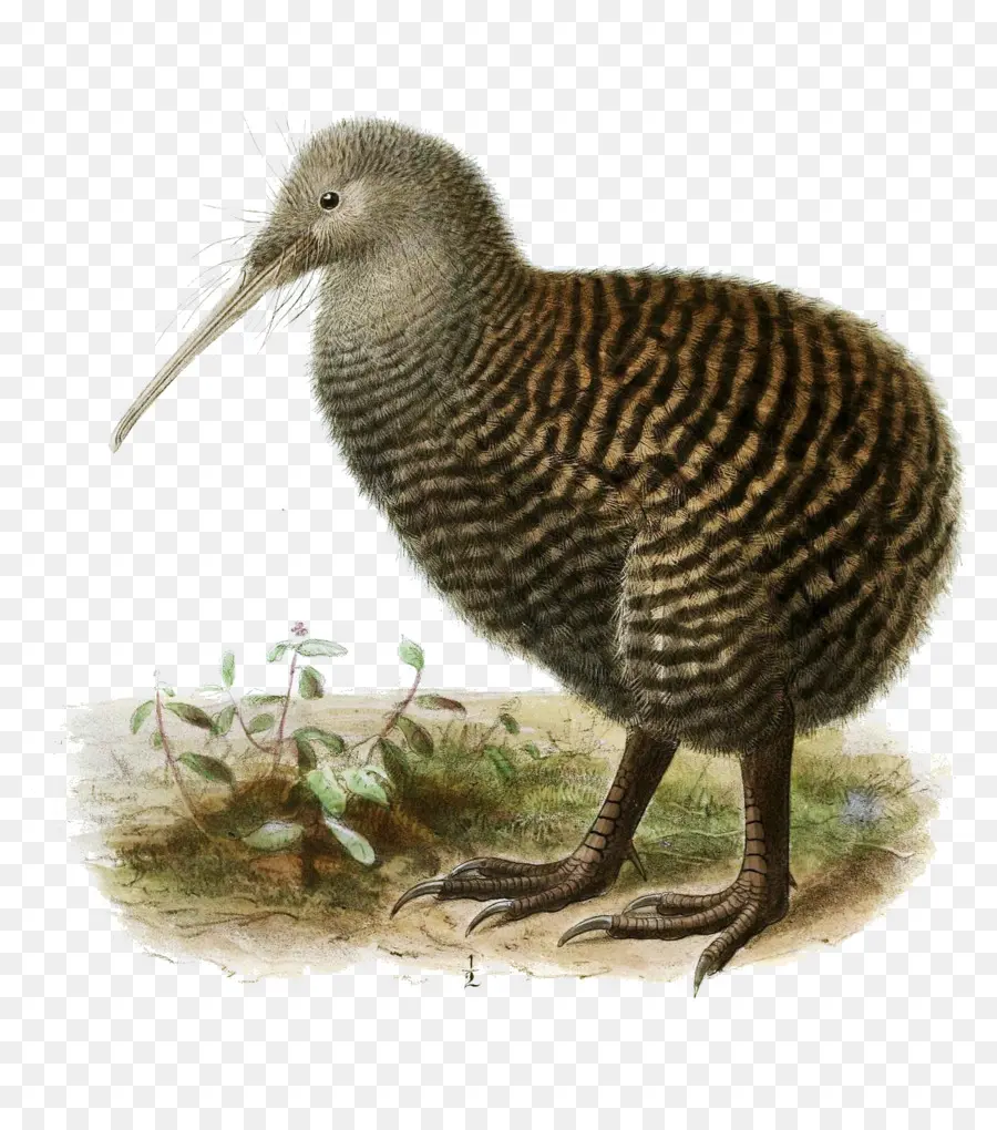Новая Зеландия，птица PNG