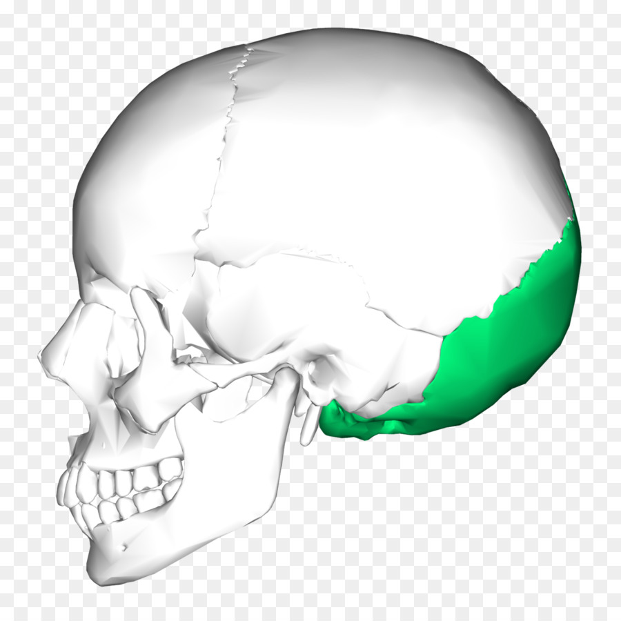 Затылочная кость черепа анатомия