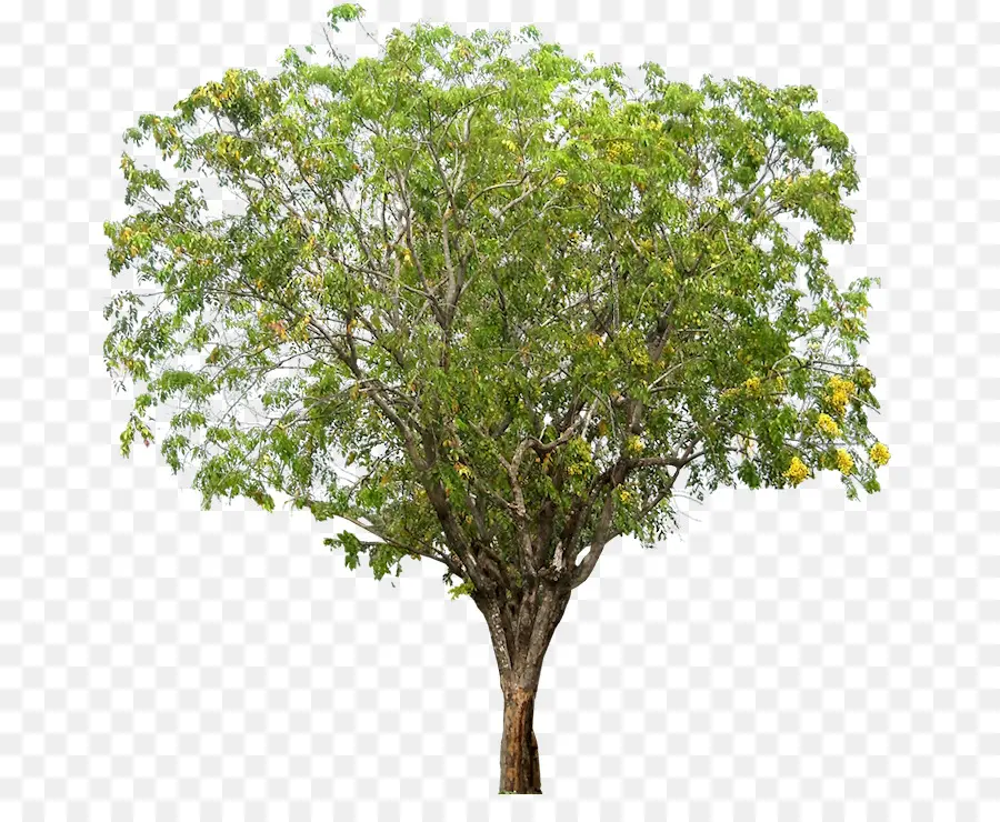 скажи，дерево PNG