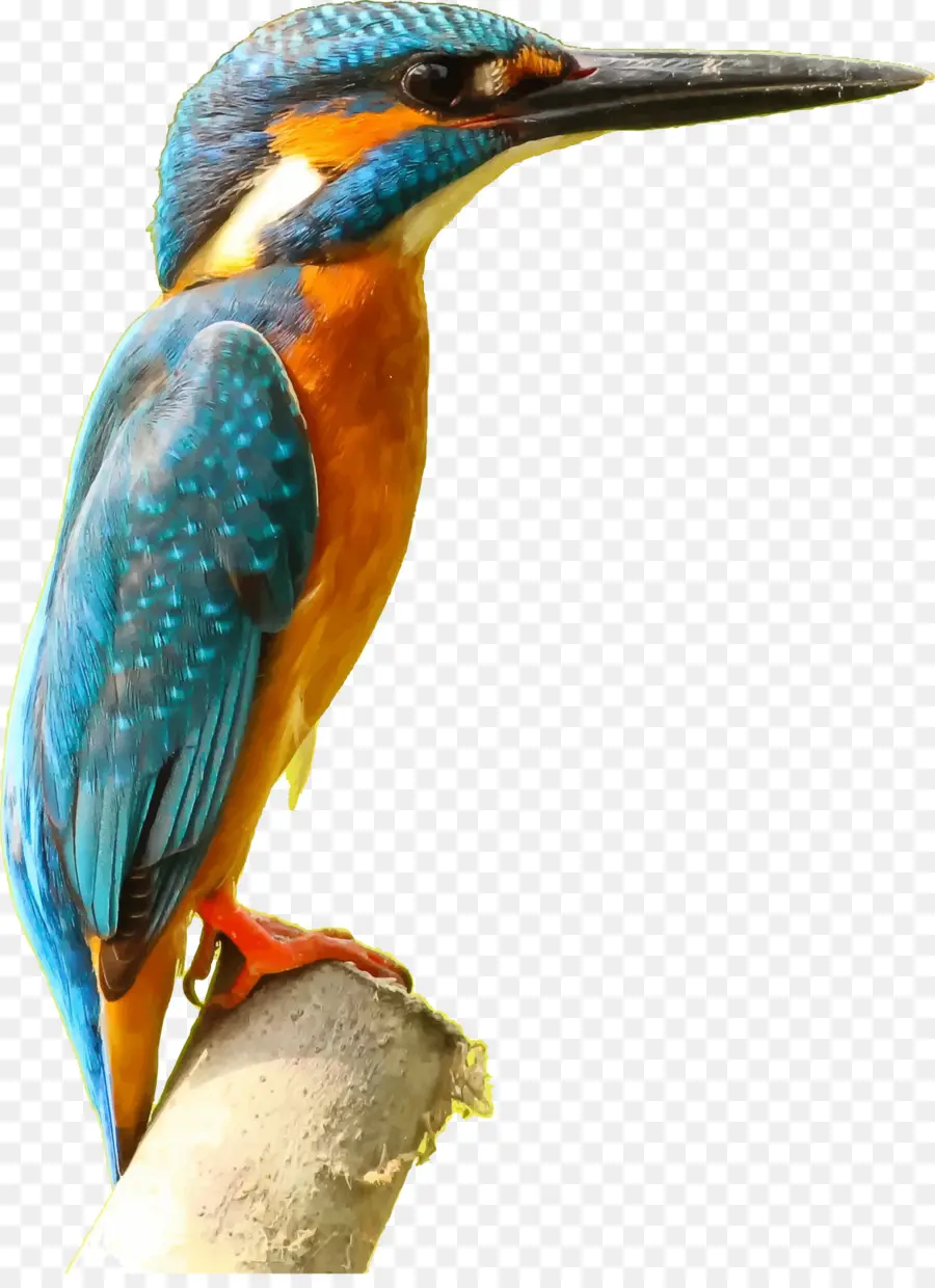птица，зимородок PNG