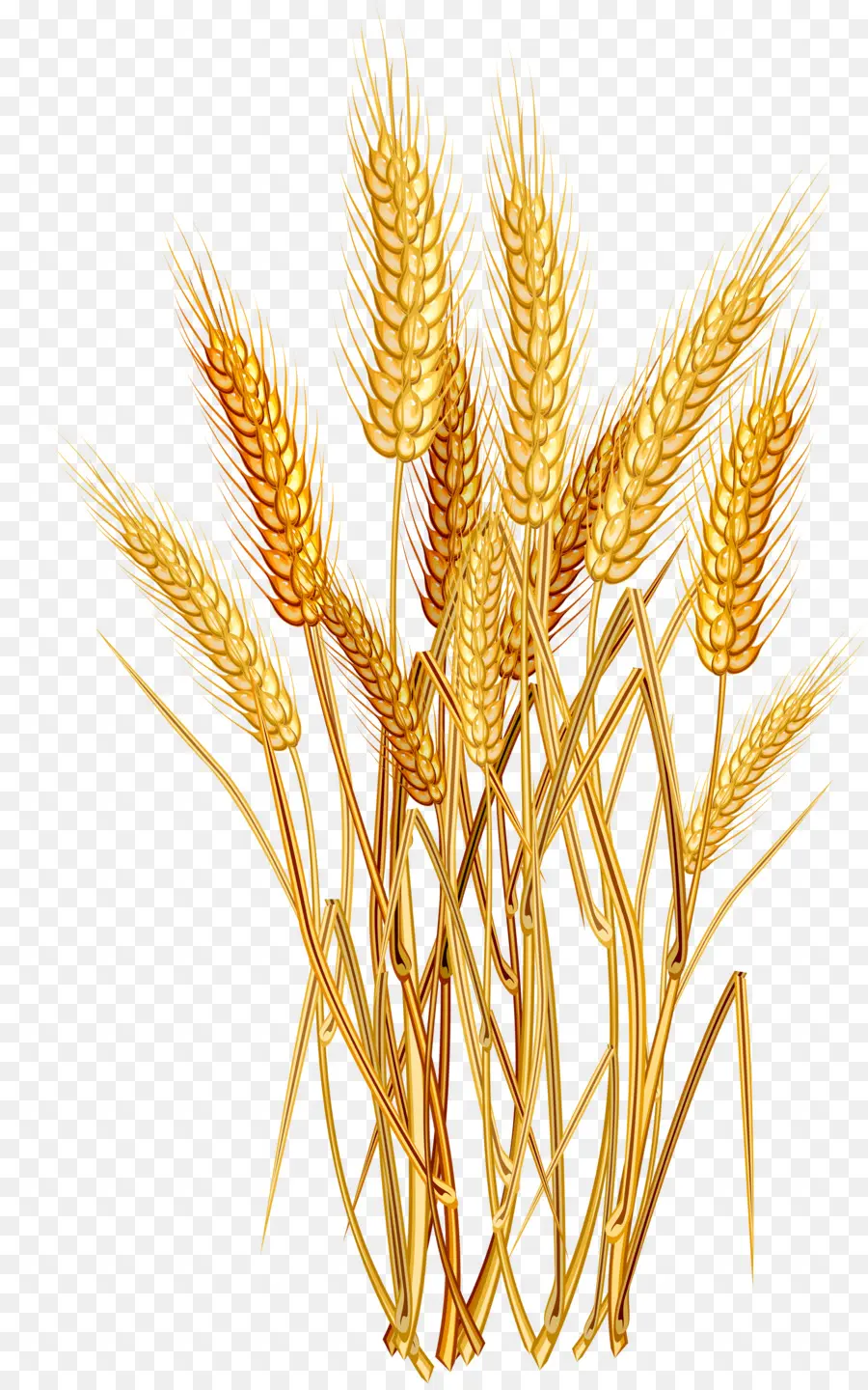 общие пшеницы，ухо PNG