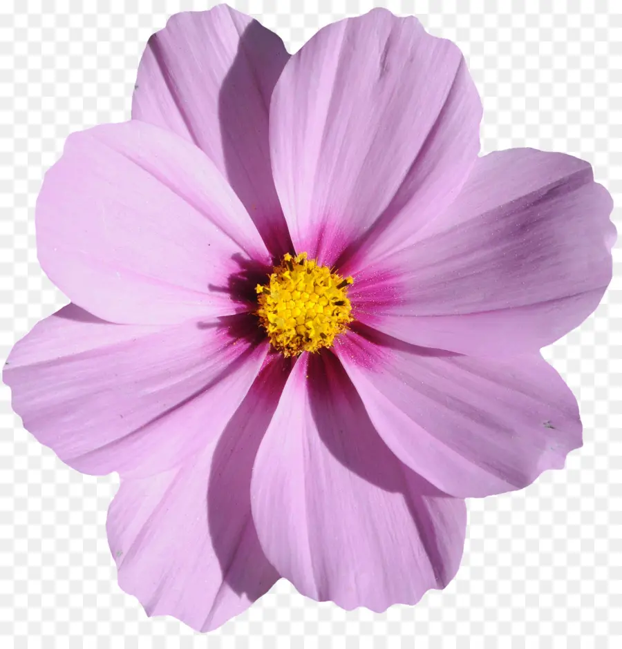 цветок，форматы файла изображения PNG