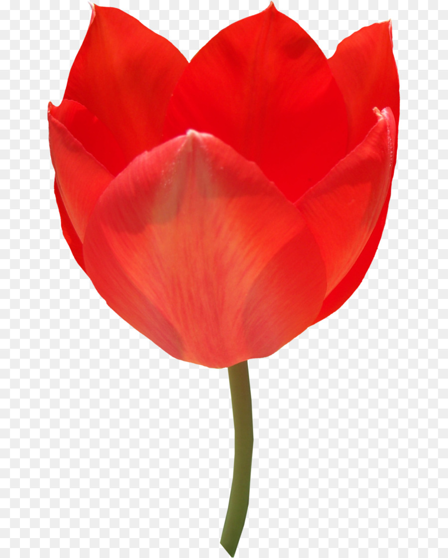 тюльпан，цветок PNG