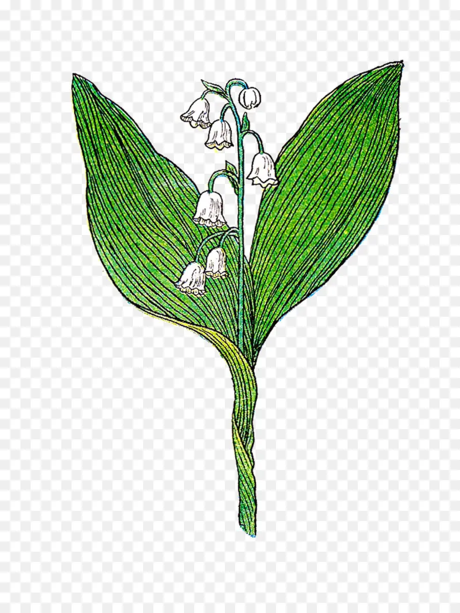 ландыш，Ботаническая иллюстрация PNG