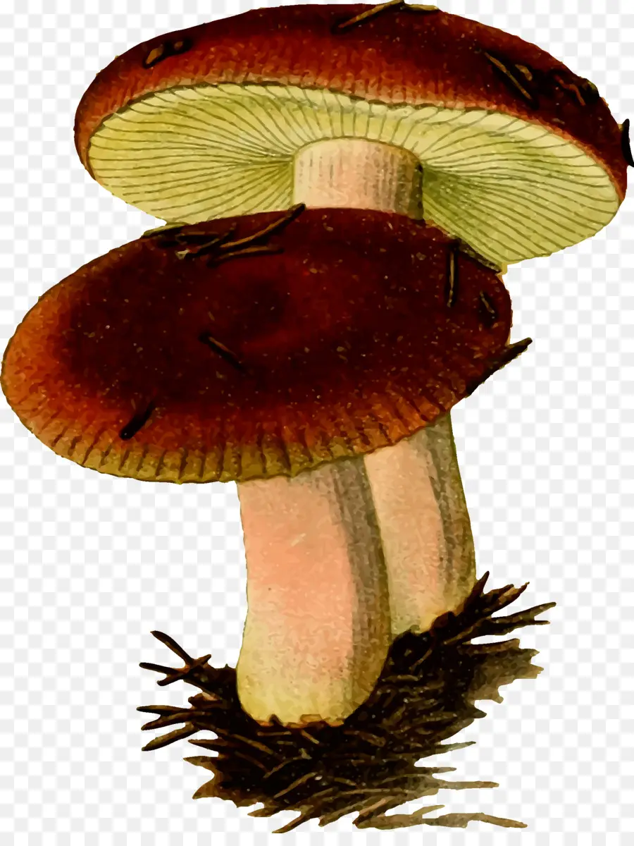 сыроежка Emetica，гриб PNG