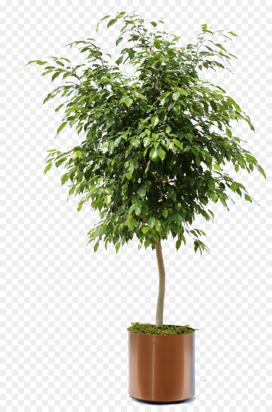 Ficus benjamina