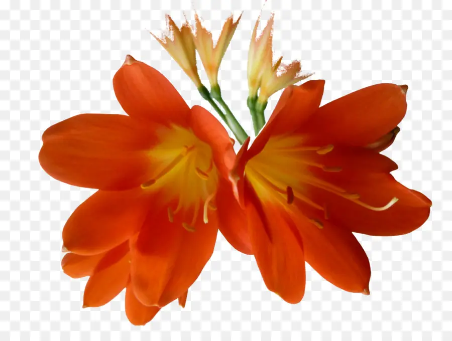 цветок，кливия PNG