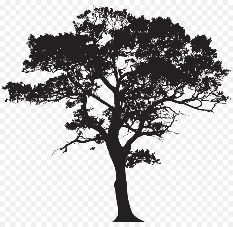 силуэт，дерево PNG