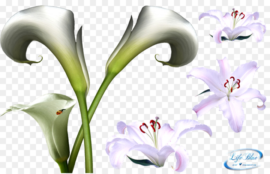 цветок，искусство PNG