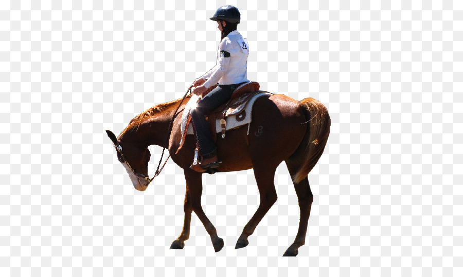 американские четверть лошадь，андалузская лошадь PNG