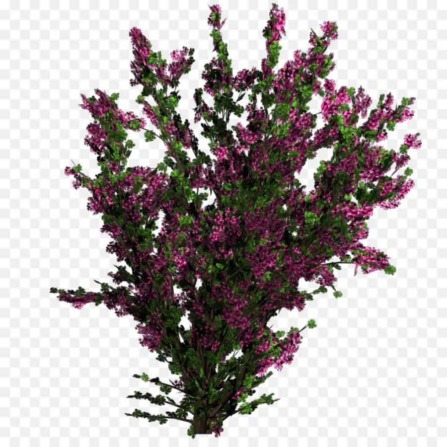 цветок，дерево PNG