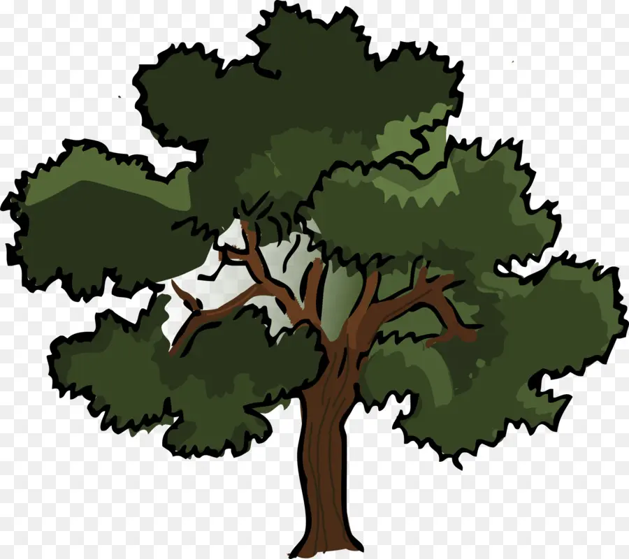 дуб，дерево PNG