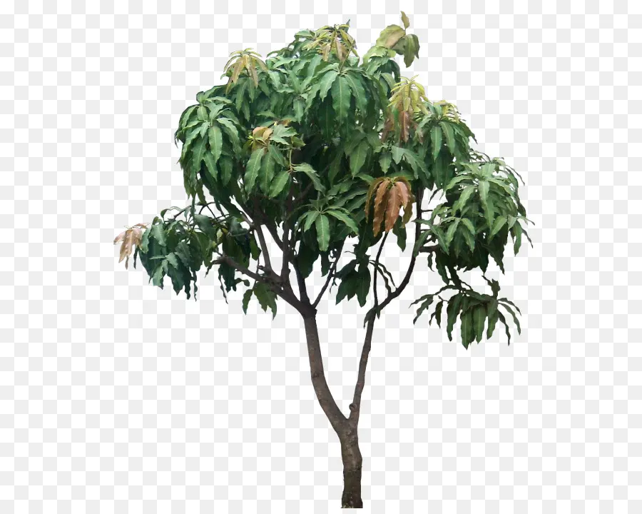 к сказать，дерево PNG