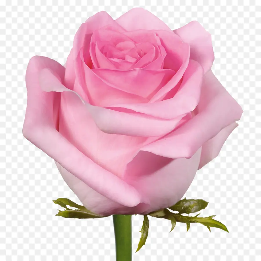 Cutflower розы，роза PNG