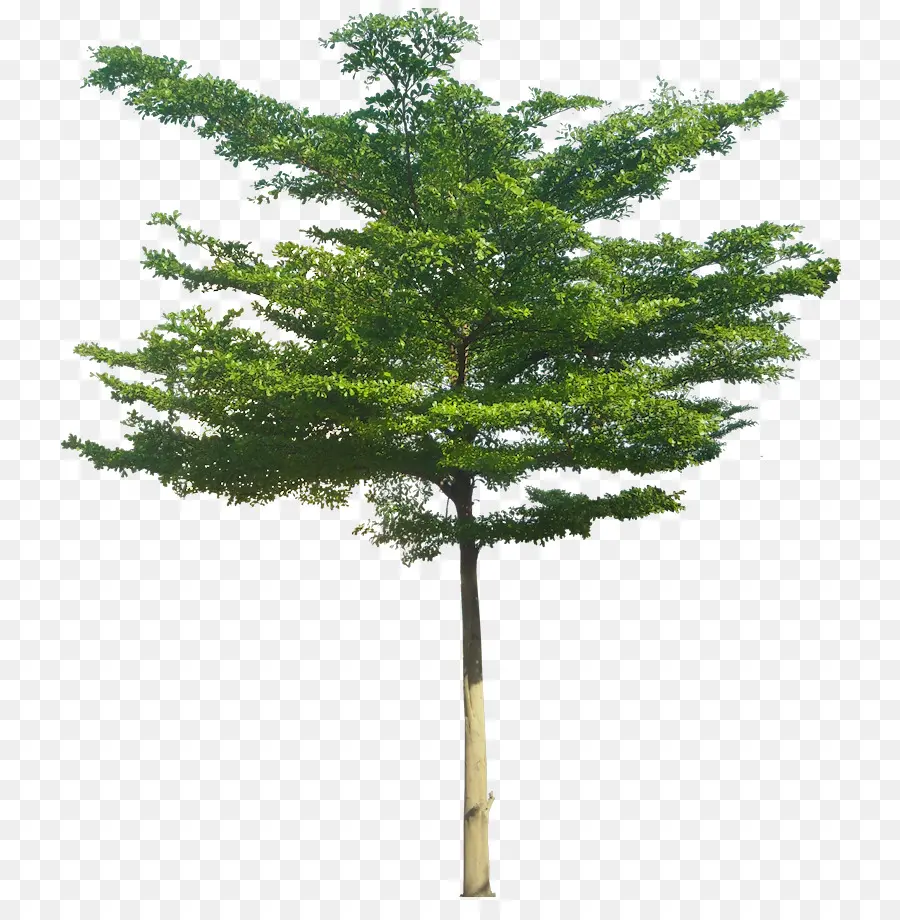 Indianalmond，дерево PNG