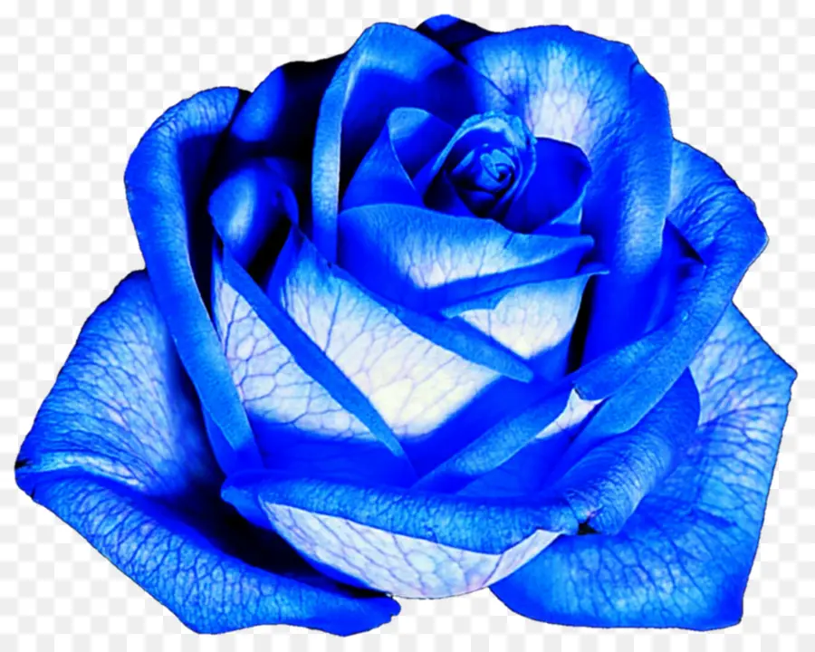 цветок，голубая роза PNG