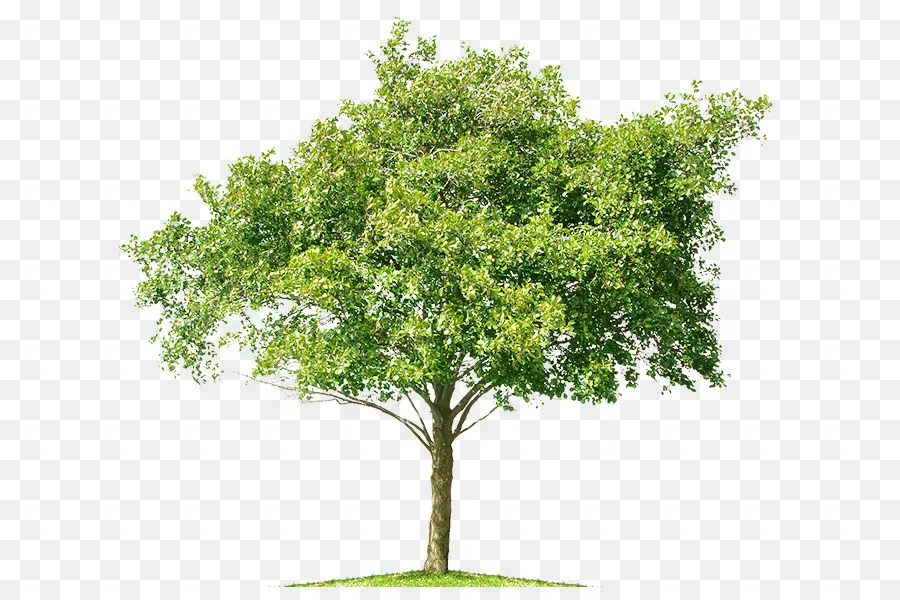 дерево，мангифера индийская PNG