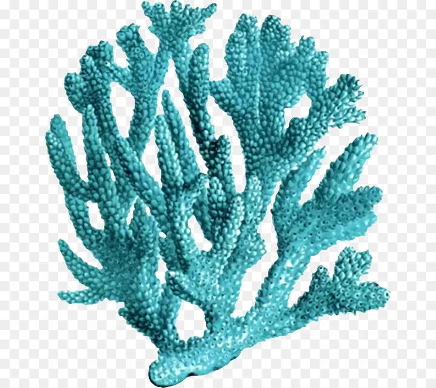 коралловый，коралловый риф PNG