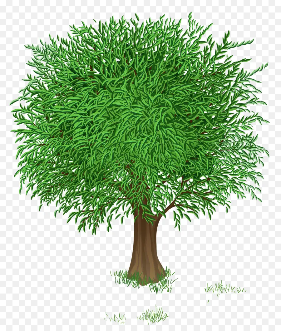 дерево，зеленый PNG