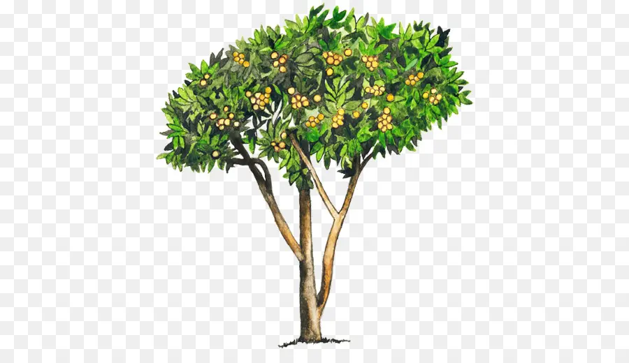мушмула，дерево PNG