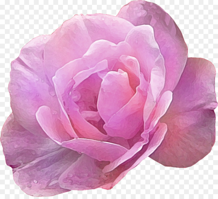 розовый，роза PNG