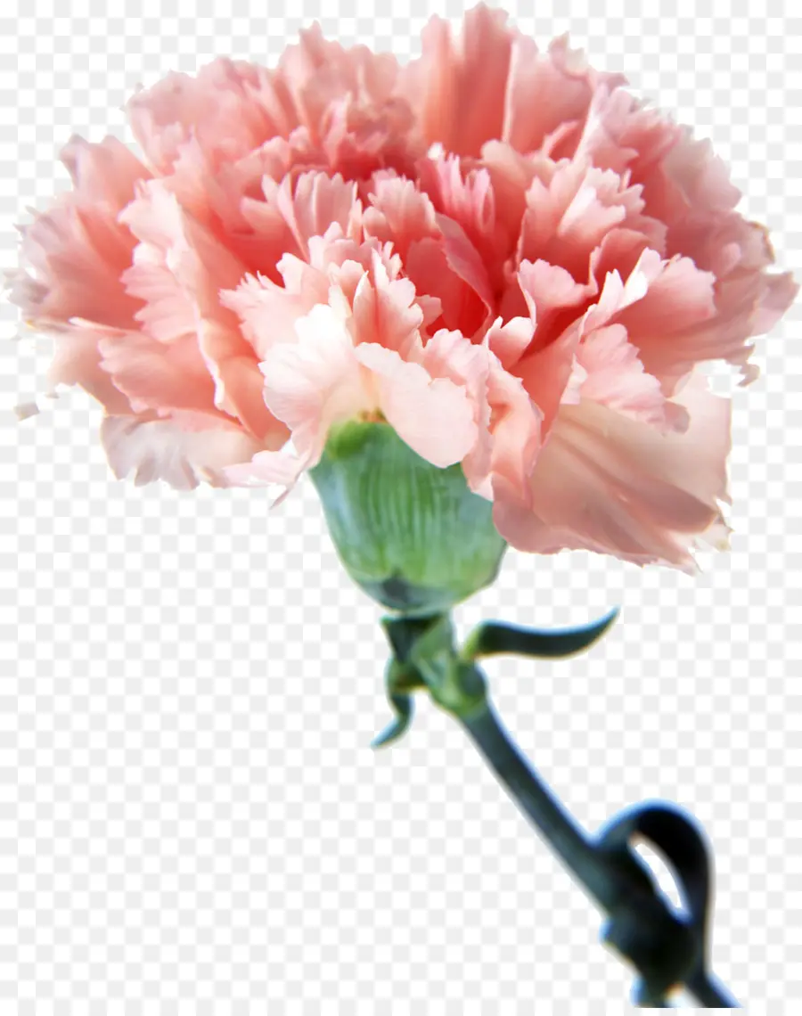 гвоздика，цветок PNG