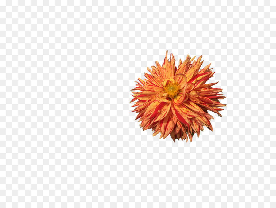 цветок，далия PNG