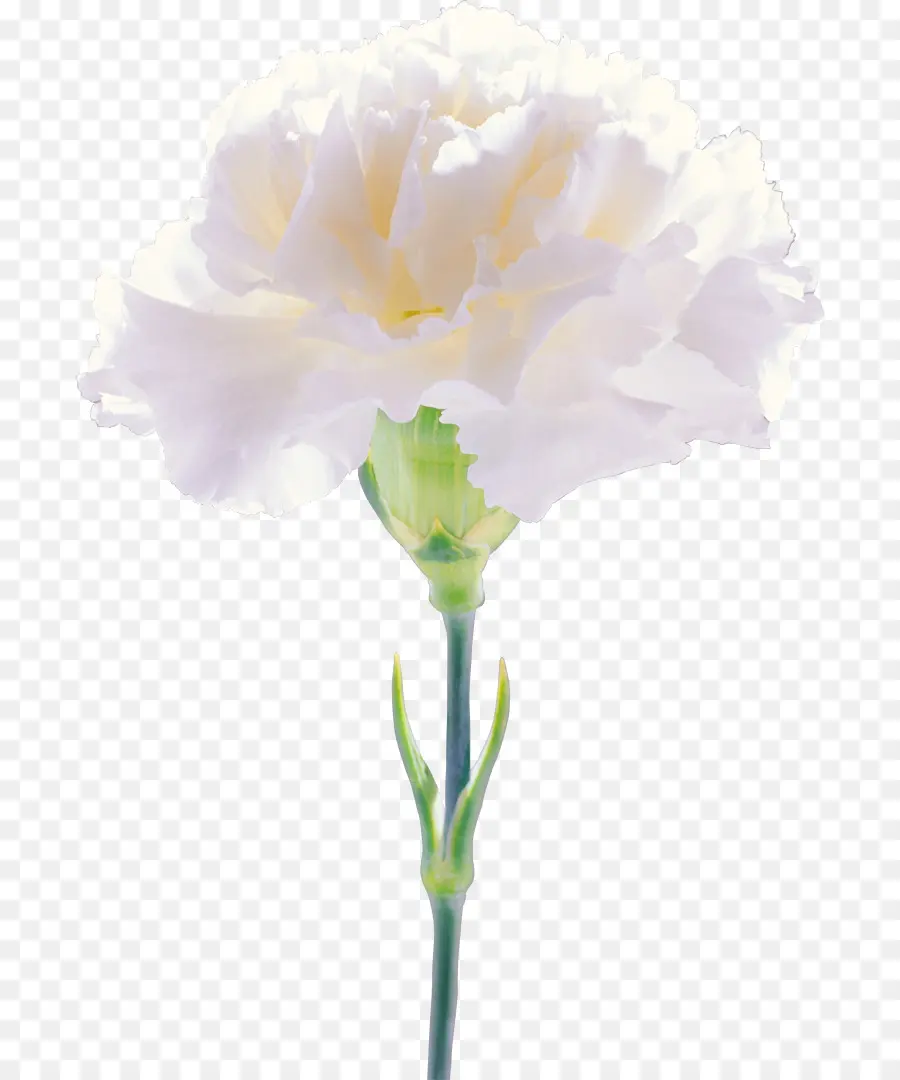 цветок，гвоздика PNG