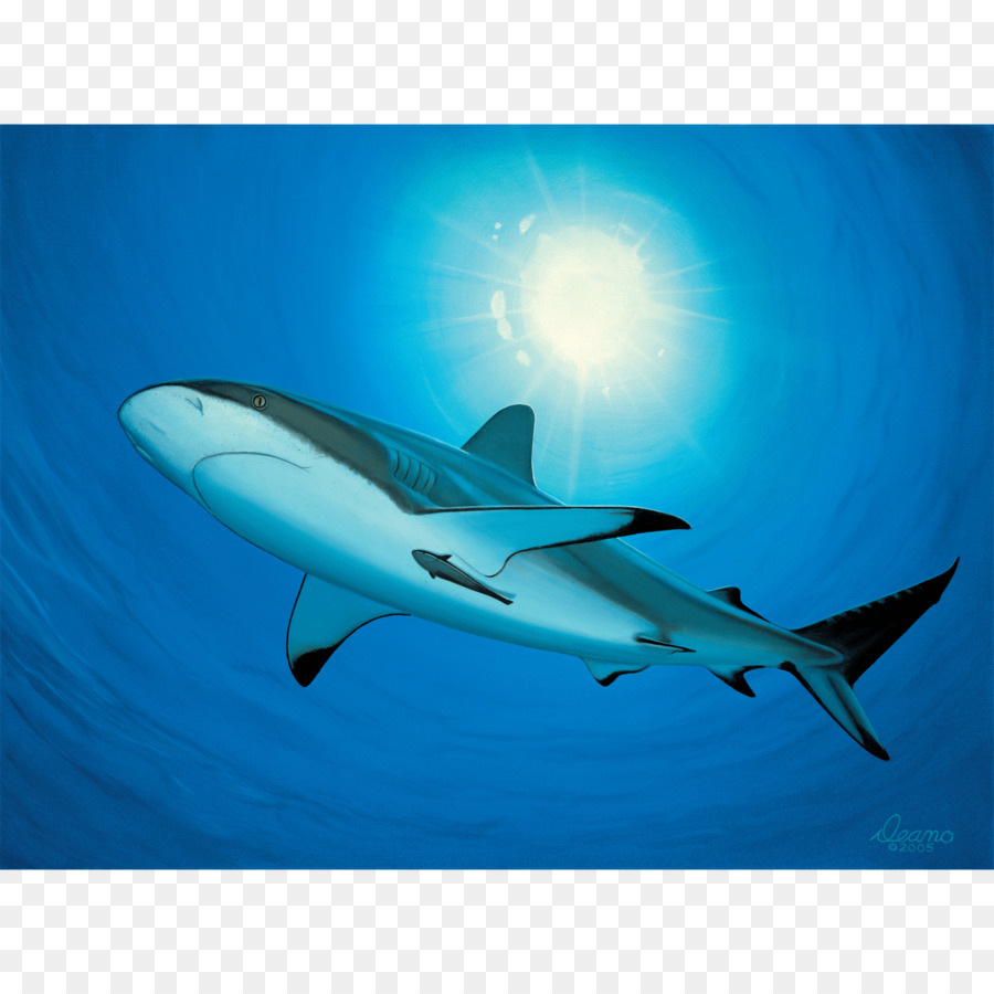 молотоголовая акула，Реквием Шарк PNG