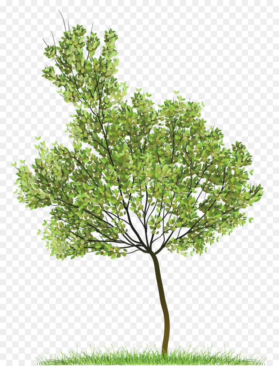 дерево，сверху дерево PNG