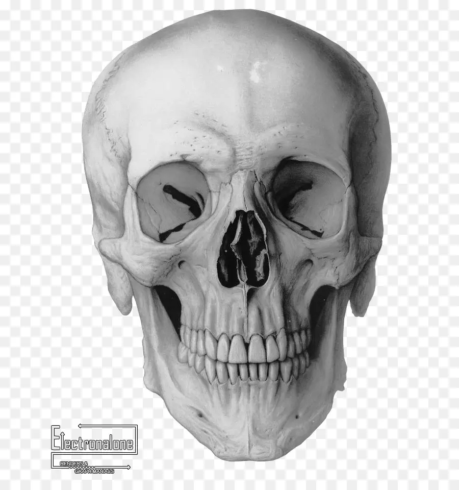 череп，рисунок PNG