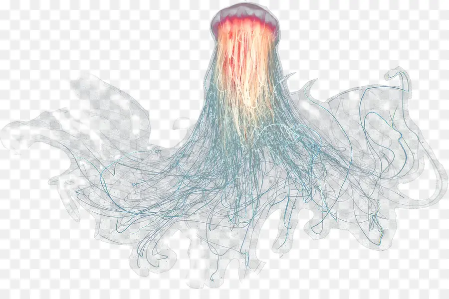медузы，море PNG