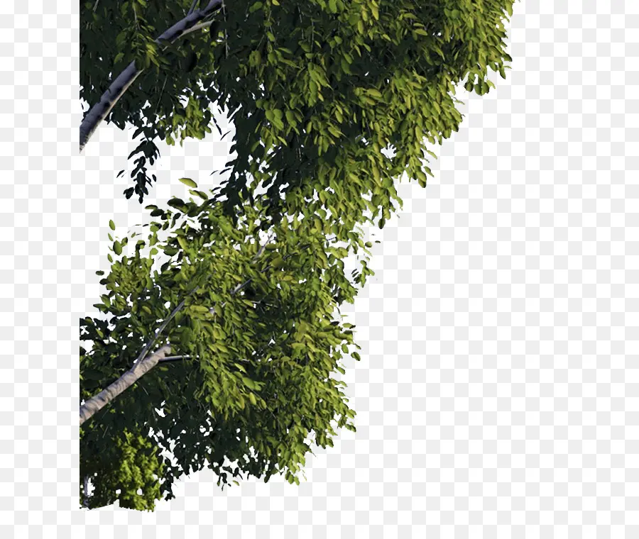 пробковый дуб，дерево PNG