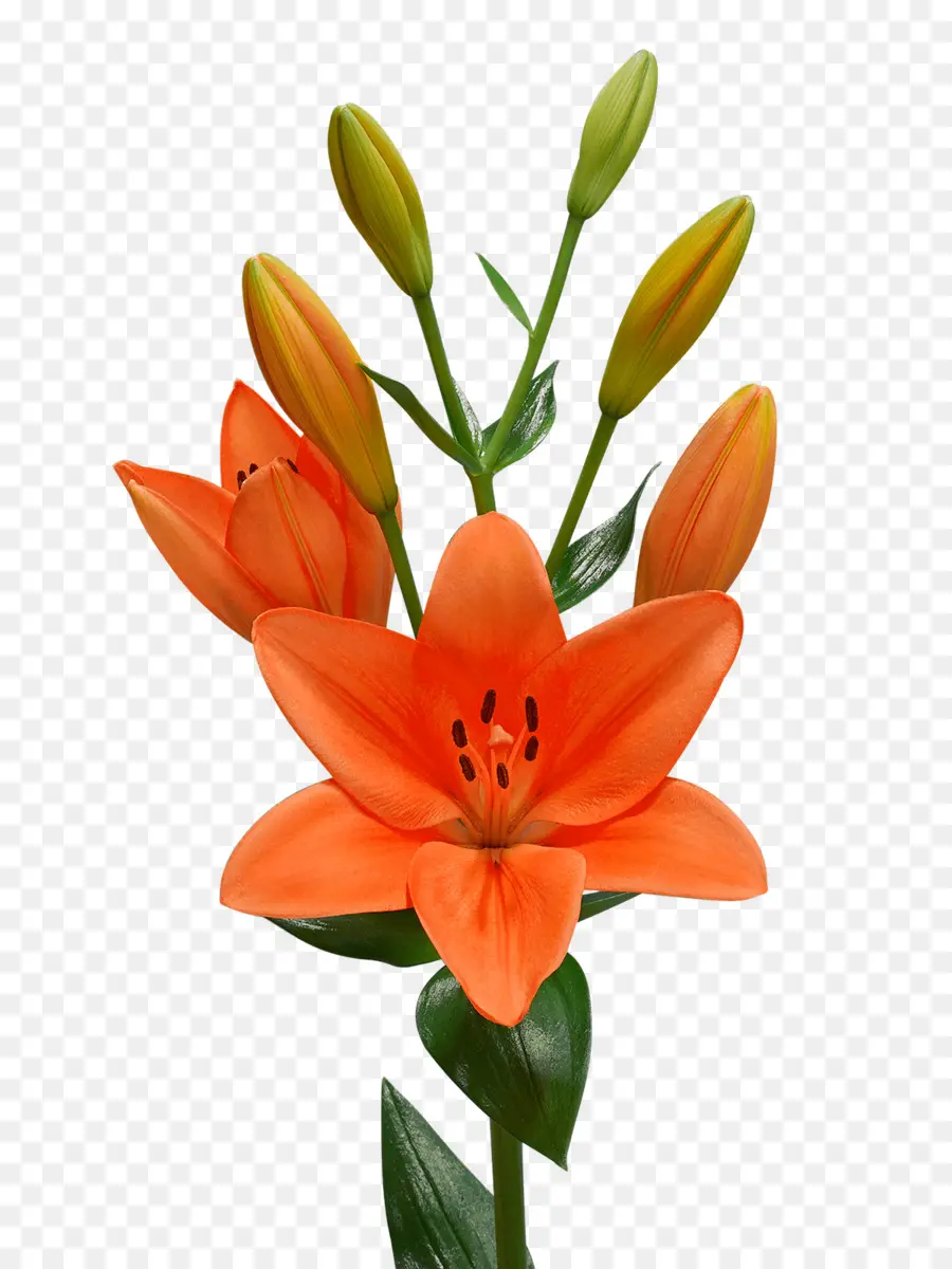 Bulbiferum Лили，цветок PNG