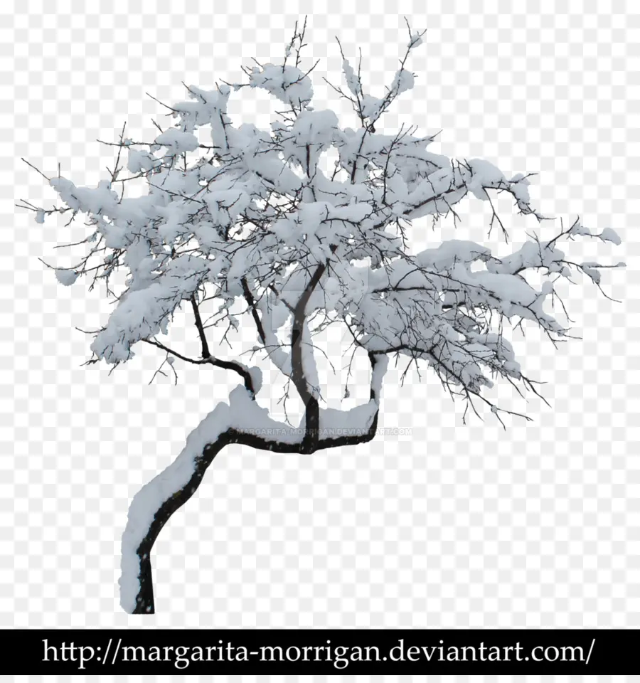 дерево，зима PNG