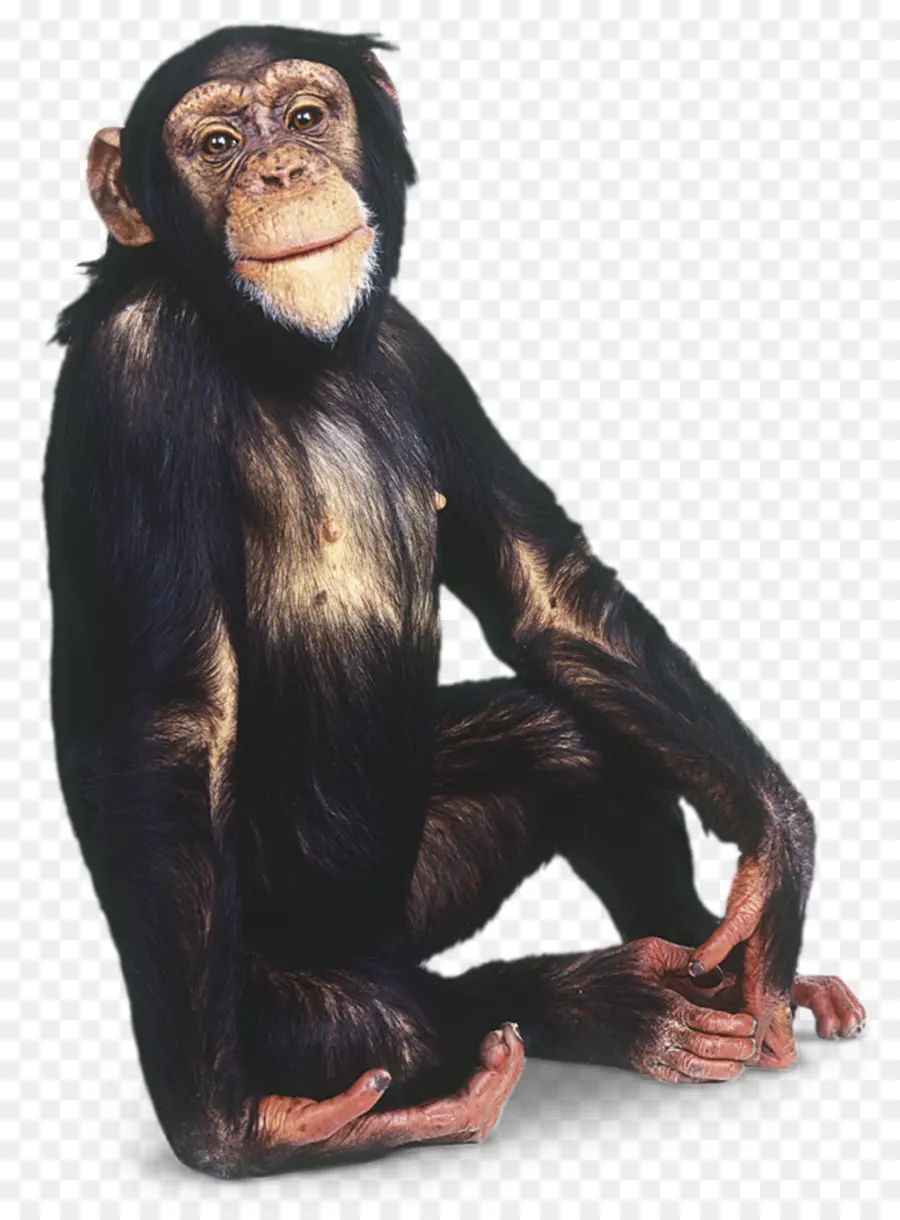 гориллы，Common шимпанзе PNG