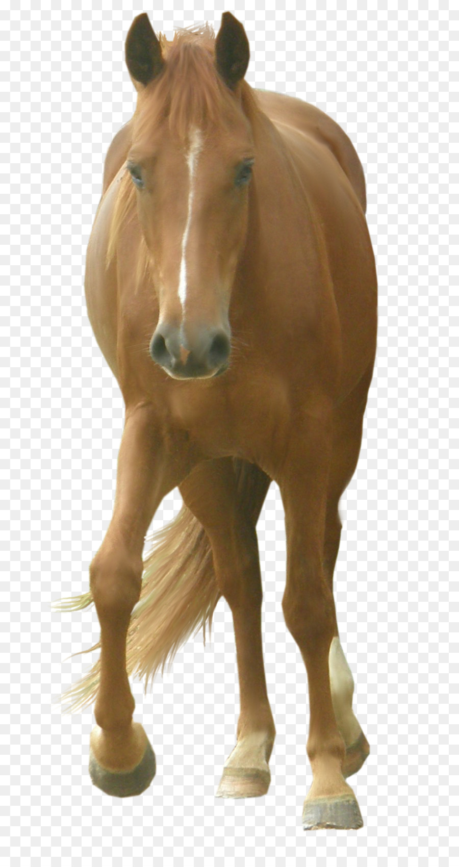 лошадь，Photoscape PNG