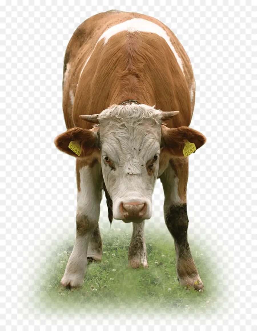 техасский лонгхорн，крупный рогатый скот PNG